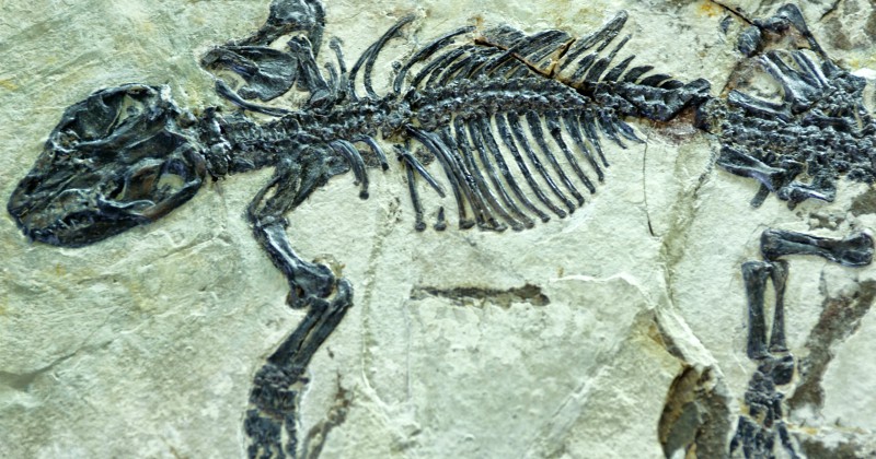 När däggdjuren föddes SVT Play fossil