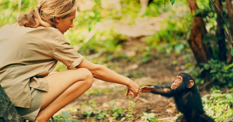 Jane Goodall: Mitt liv med schimpanserna på SVT Play