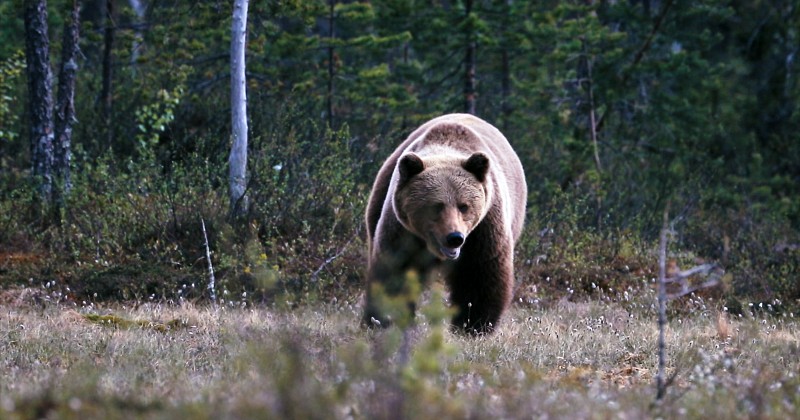 Björnens superkrafter SVT Play, brunbjörn