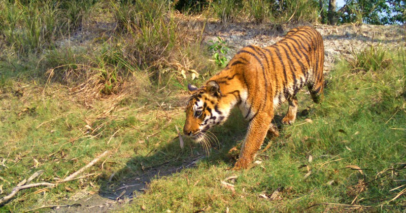 Indiens farligaste tigrar på SVT Play