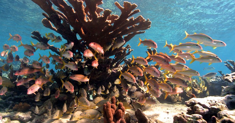 Kubas förbjudna korallrev på SVT Play