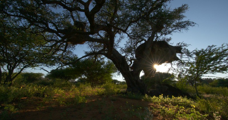 Streama Afrikas gamla träd på SVT Play