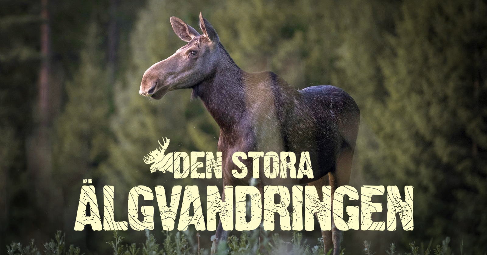 Den stora älgvandringen