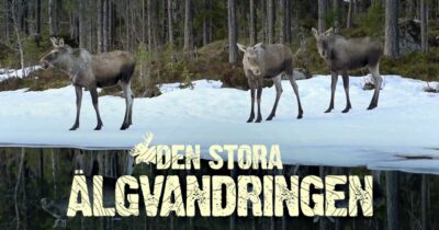 Den stora älgvandringen