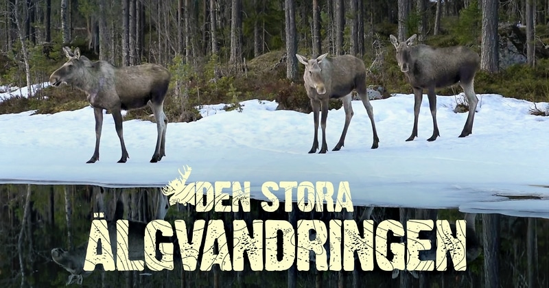 Den stora älgvandringen på SVT Play streama