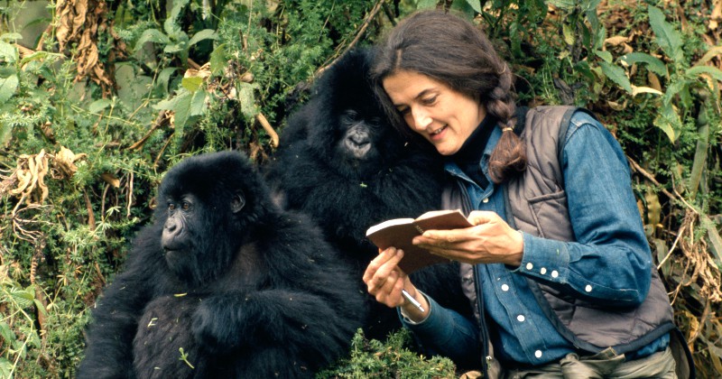 Streama Dian Fossey: Mordet på gorillornas drottning på SVT Play