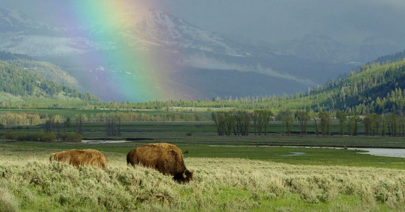 Streama Episka Yellowstone, dokumentär på SVT Play