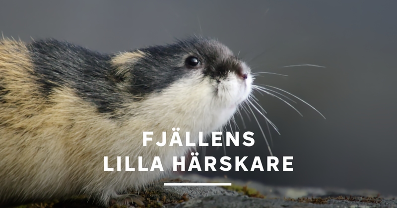 Fjällens lilla härskare TV4 Play stream