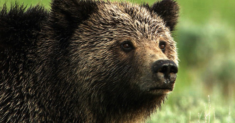 Streama Grizzlybjörnen i Yellowstone på SVT Play