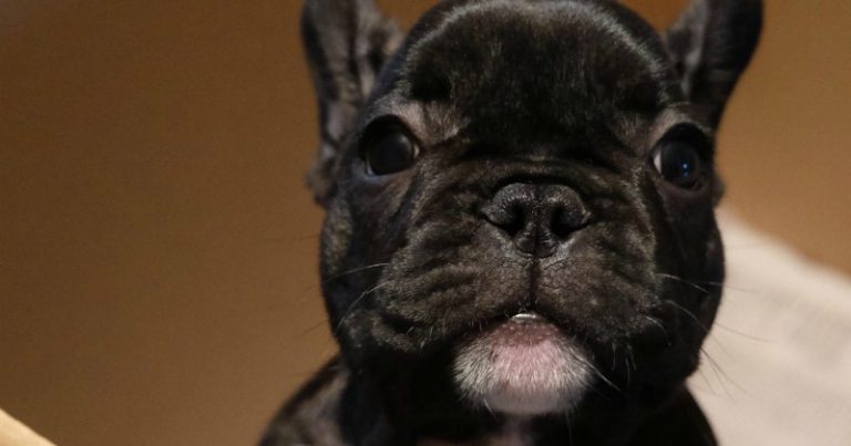 Hund i dokumentären "Älskade smuggelhund" på SVT Play