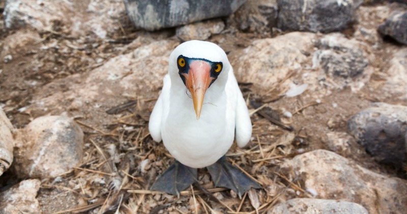 Fågel i "Galapagos orädda djur" på SVT Play