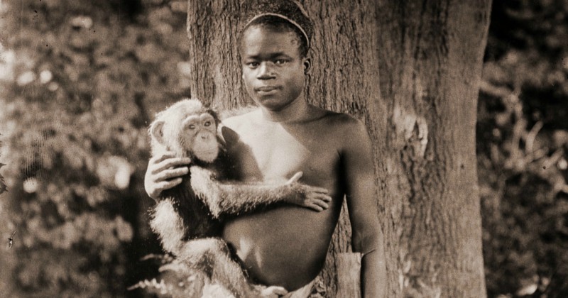 Människa och apa i dokumentären "Human Zoo" på UR Play