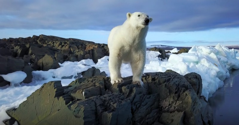 Isbjörn - ett arktiskt drama på SVT Play