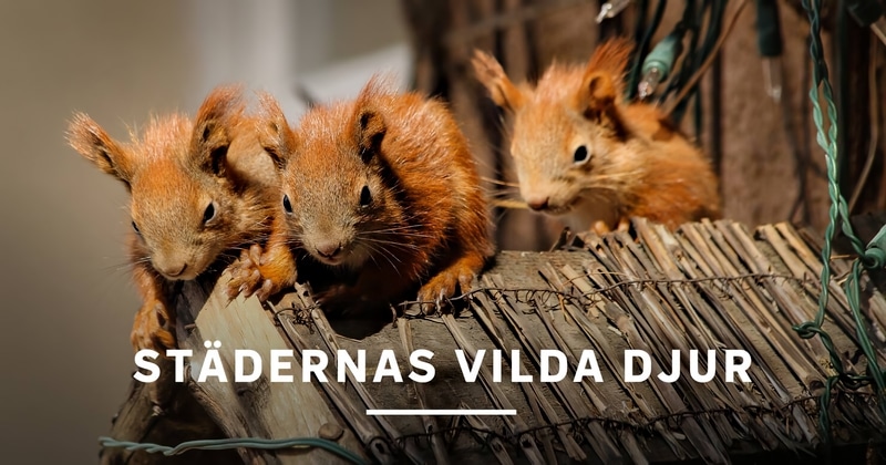Städernas vilda djur på SVT Play streama