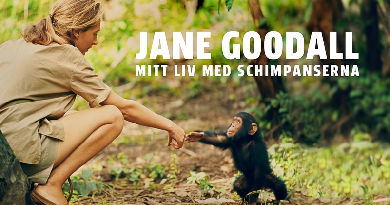 Jane Goodall: Mitt liv med schimpanserna SVT Play gratis stream