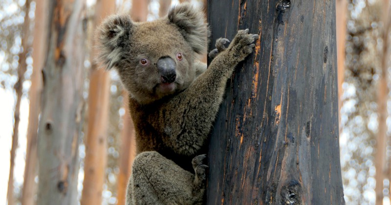 Koalorna i Australiens bränder på TV4 Play