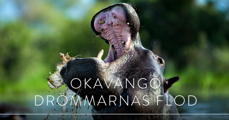 Världens natur: Okavango - drömmarnas flod