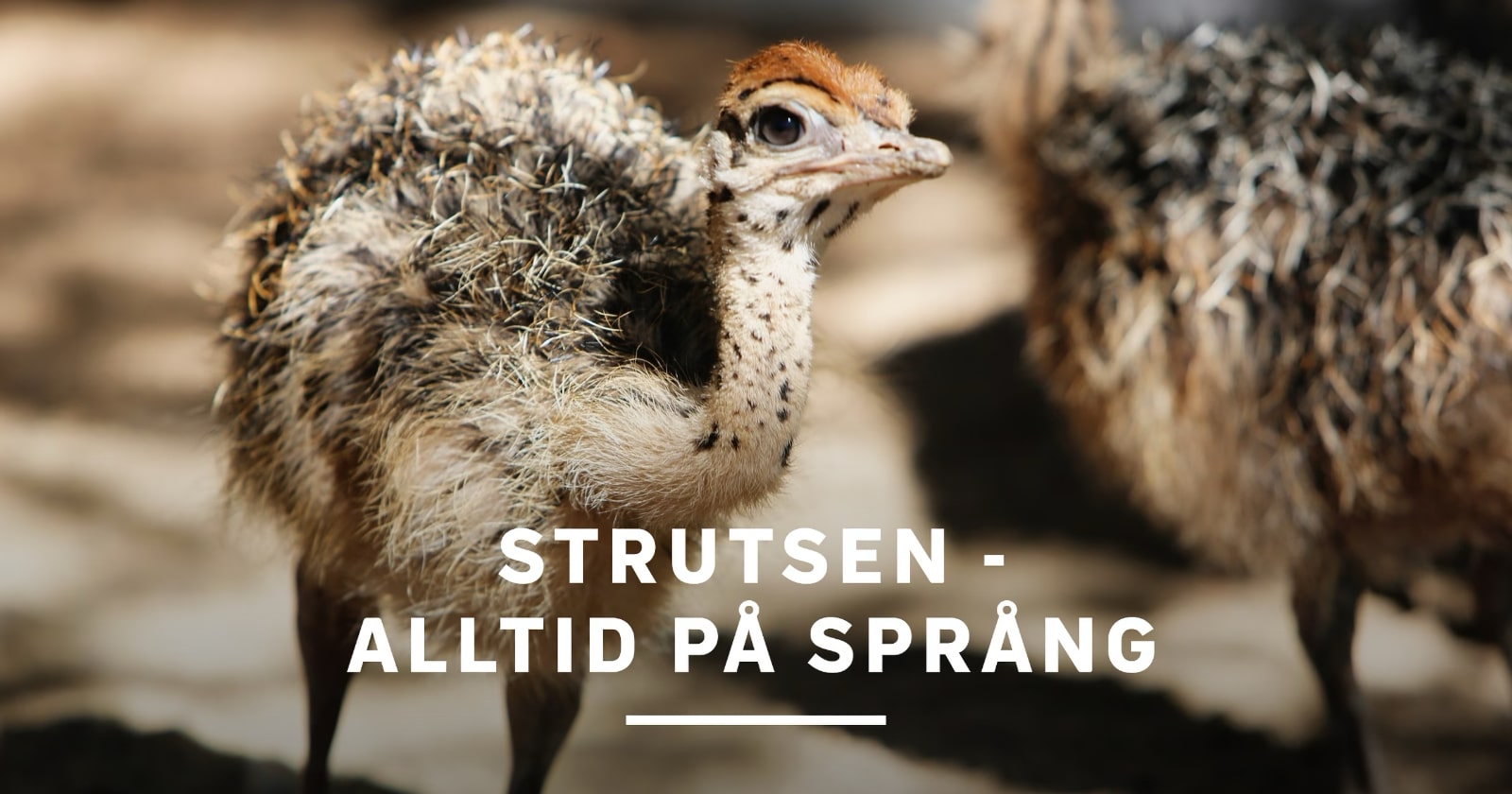 Strutsen - alltid på språng på SVT Play streama