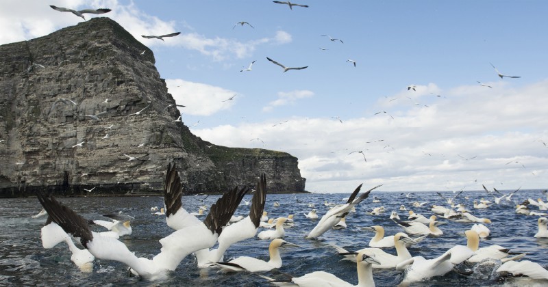 Sjöfåglar i Shetlands vilda sida på SVT Play