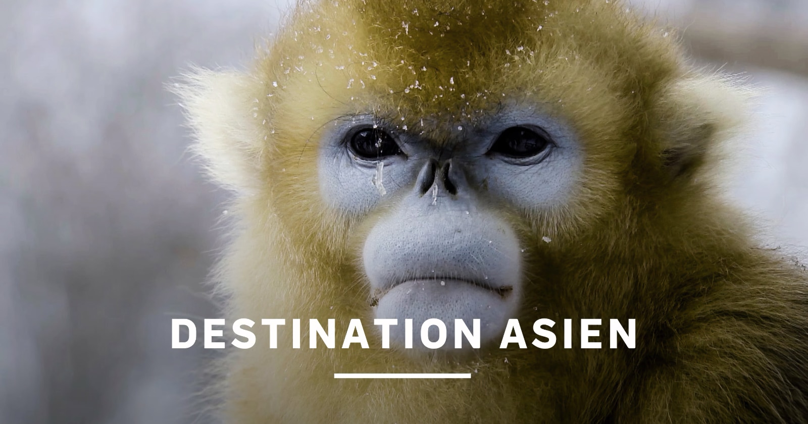 Destination Asien på SVT Play streama