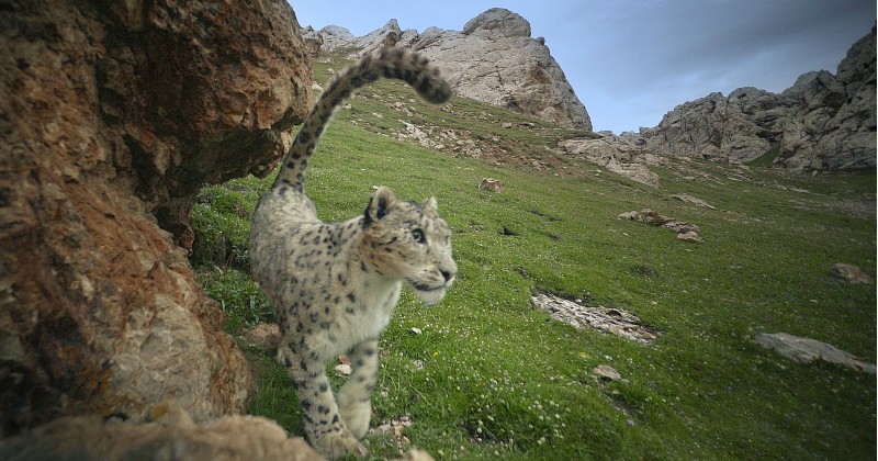 Snöleopard i Tibets orörda natur på SVT Play