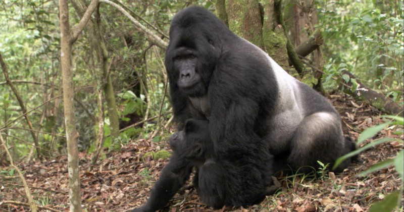 Gorillor i Gay i djurvärlden på UR Play