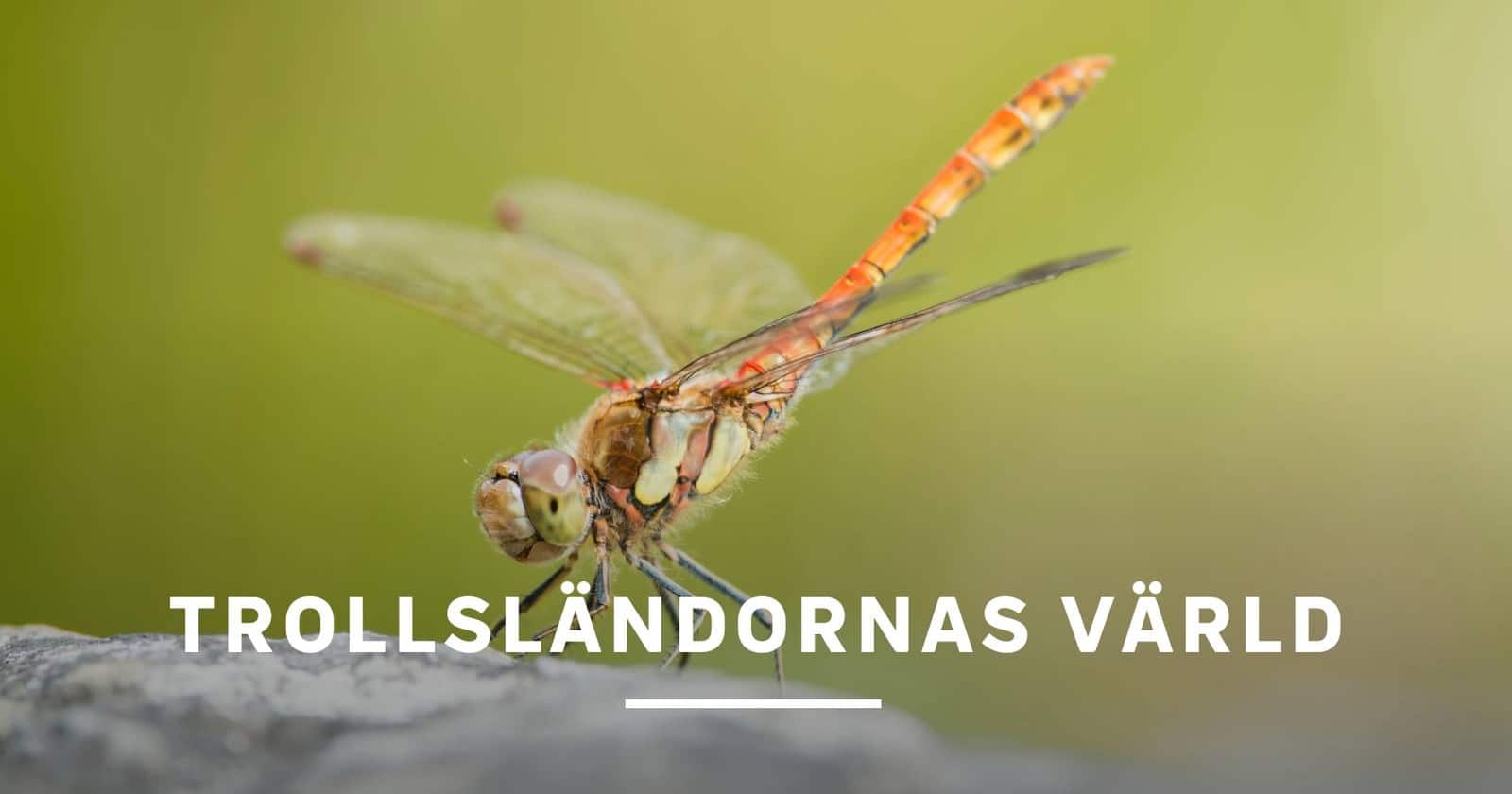 Trollsländornas värld på SVT Play streama