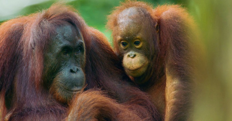 Orangutanger i "Världens äldsta regnskog" på SVT Play