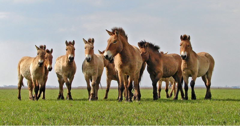 De vilda hästarnas land på SVT Play