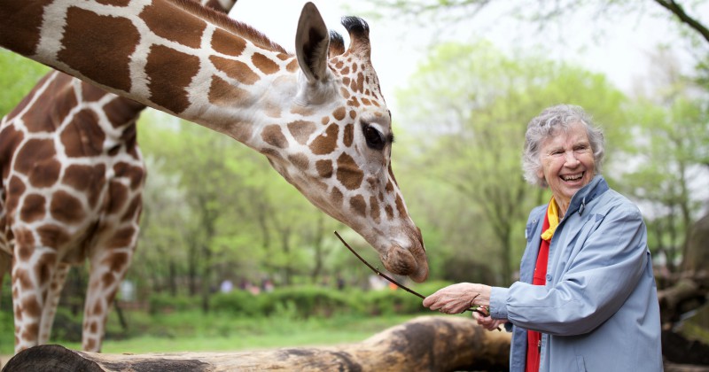 Anne Innis i dokumentären Kvinnan som älskar giraffer på SVT Play