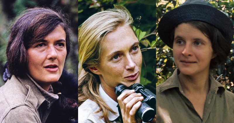 Dian Fossey, Jane Goodall och Birute Galdikas i Kvinnorna som talade med apor på SVT Play