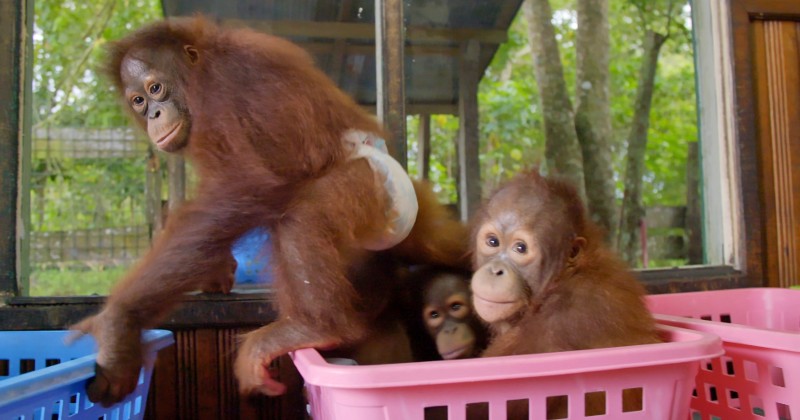 Orangutangernas djungelskola på UR Play stream