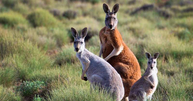 Känguruer i Australiens djurvärld på SVT Play