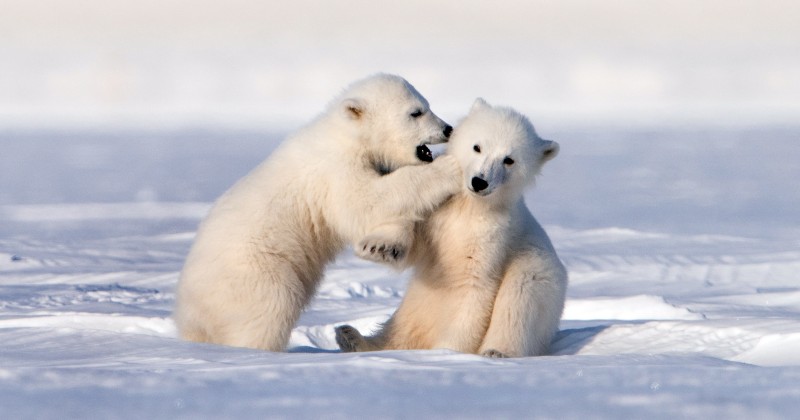 Isbjörnsungarna på SVT Play stream