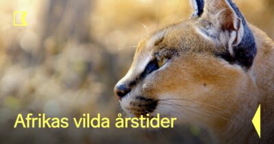 Afrikas vilda årstider
