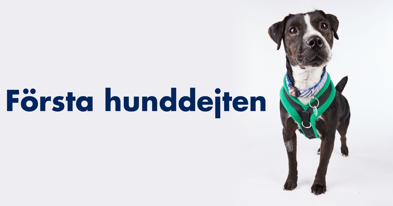 Första hunddejten - Sjuan | TV4 Play