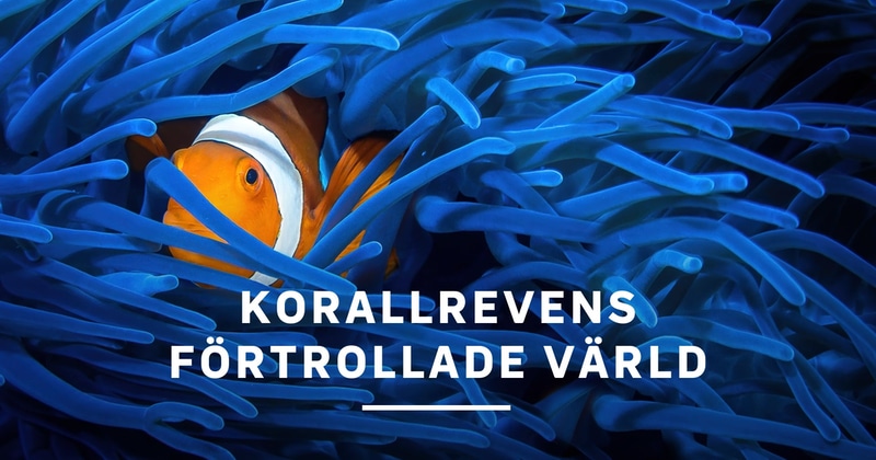 Korallrevens förtrollade värld SVT Play gratis stream