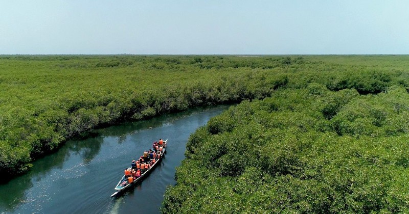 Mangrovens rika ekosystem på UR Play