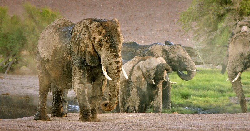 Afrikas elefanter på SVT Play