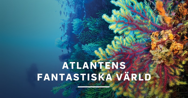 Atlantens fantastiska värld