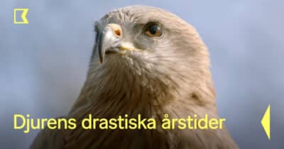 Djurens dramatiska årstider