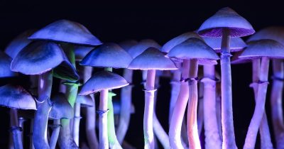 Frisk av magiska svampar