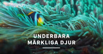 Underbara märkliga djur