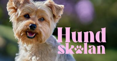 Hundskolan