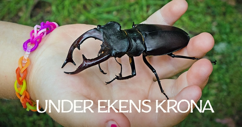 Under ekens krona - SVT Play