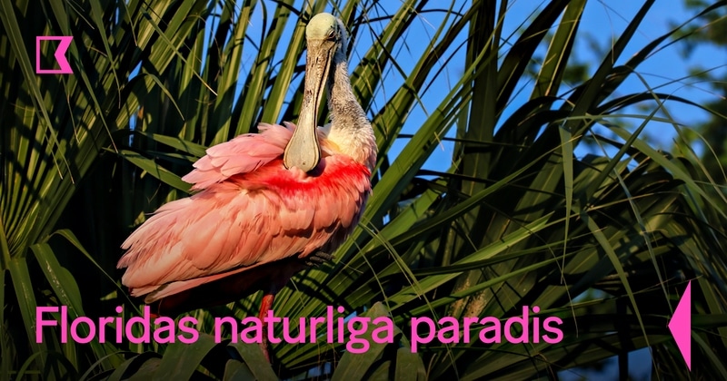 Floridas naturliga paradis - Kunskapskanalen