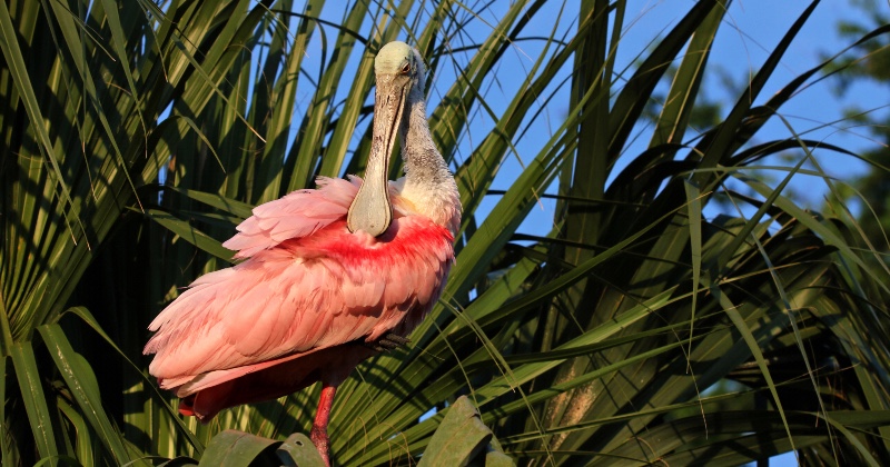 Flamingo Floridas naturliga paradis SVT Play stream