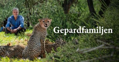 Gepardfamiljen