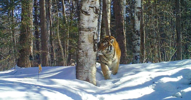 Sibiriens tiger på SVT Play streama