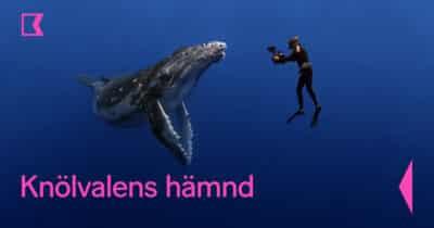 Knölvalens hämnd